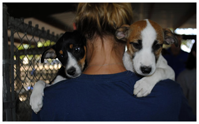 Austin Pets Alive volunteer transfers puppies from Lockhart shelter